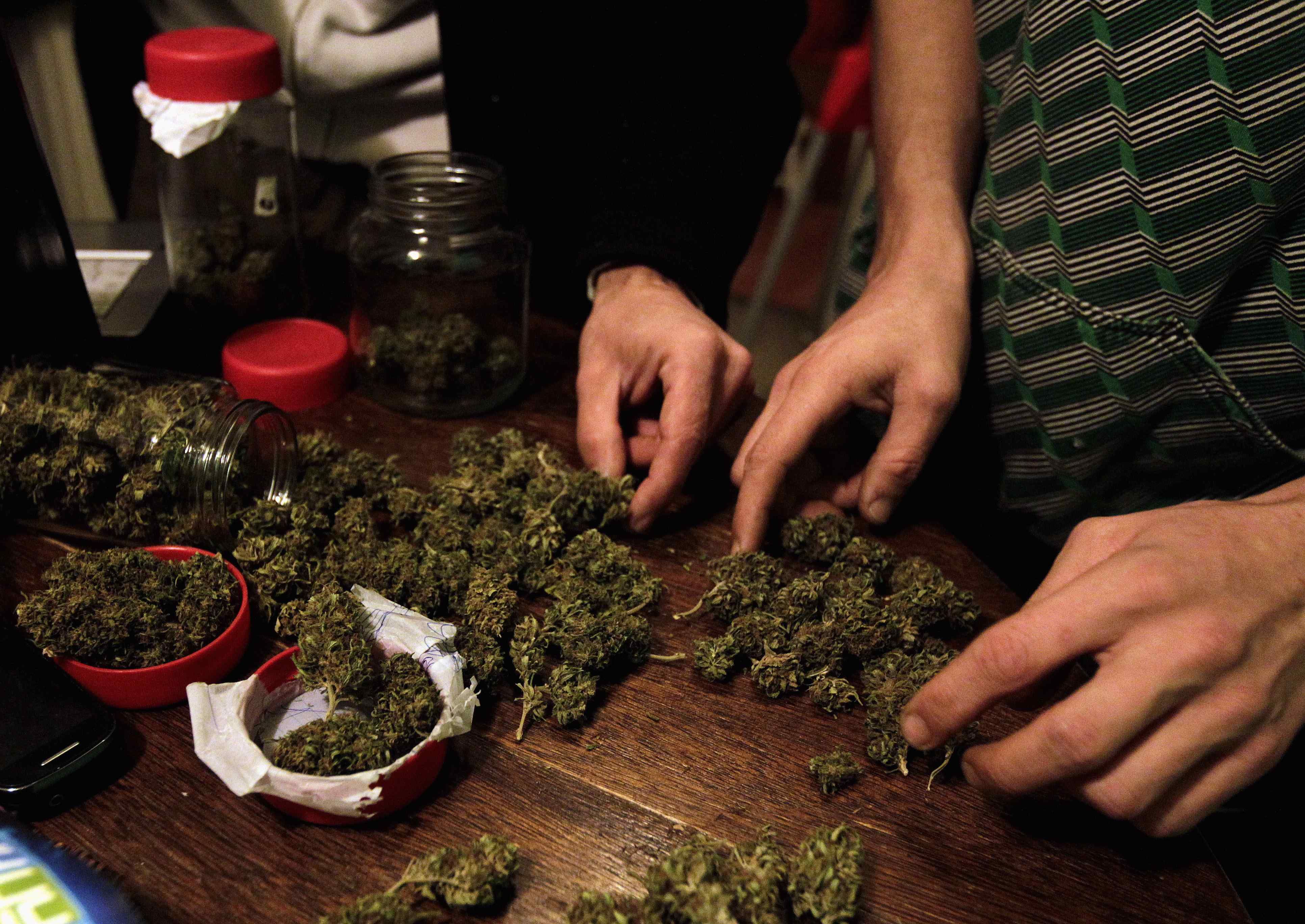 File photo of marijuana grower and activist showing marijuana in Montevideo